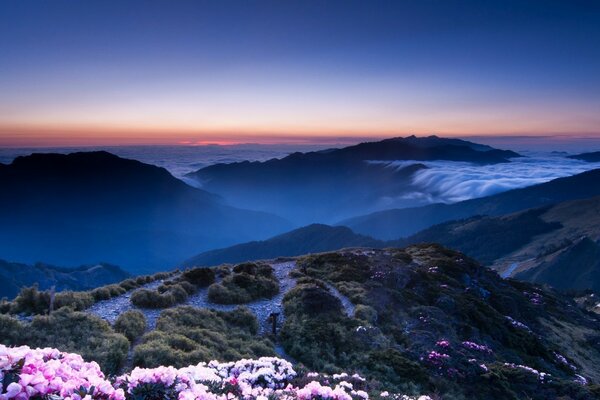 Coucher de soleil sur la mer nature et fleurs