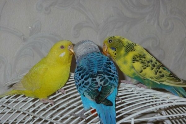 Parrots with different feathers and different colors