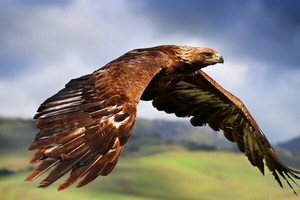 Aigle vole sur fond de nature sauvage