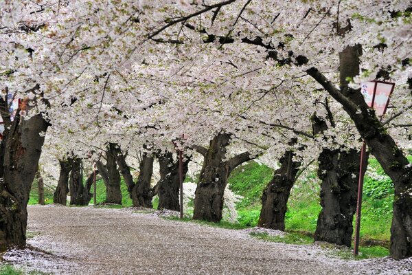 Çiçekli sakura ağaçlarından bir geçit