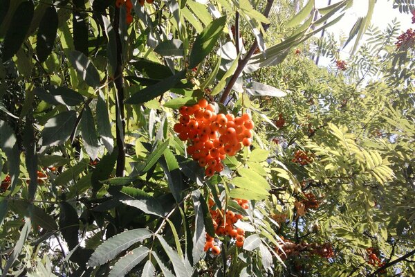 Bright mountain ash in the rays of the sun