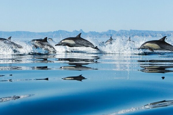 Photos of frolicking dolphins on the background of icebergs