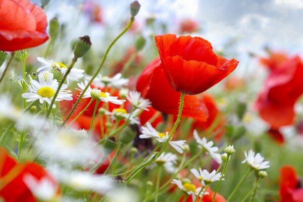 Feld von roten Mohnblumen und weißen Gänseblümchen