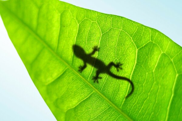 Um pequeno lagarto escondido em uma folha