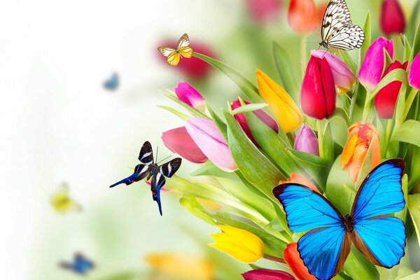 Blue butterfly in tulips