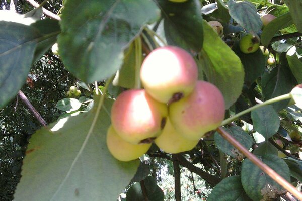 Manzanas maduras en una rama