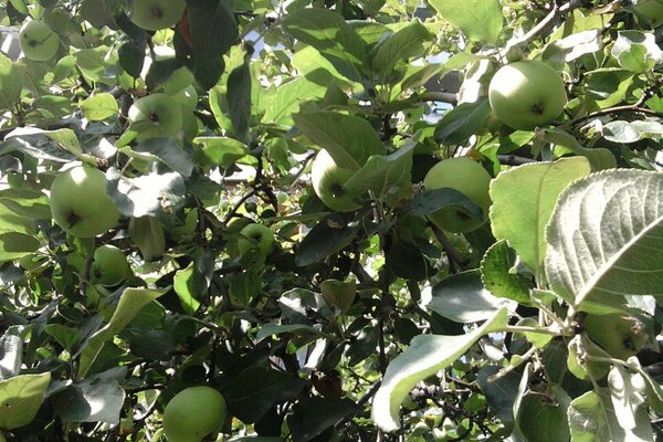 Juicy greens of young apples