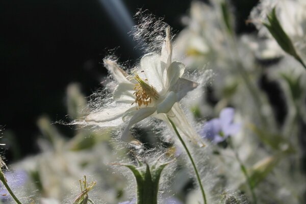 Wilde Blume Nahaufnahme