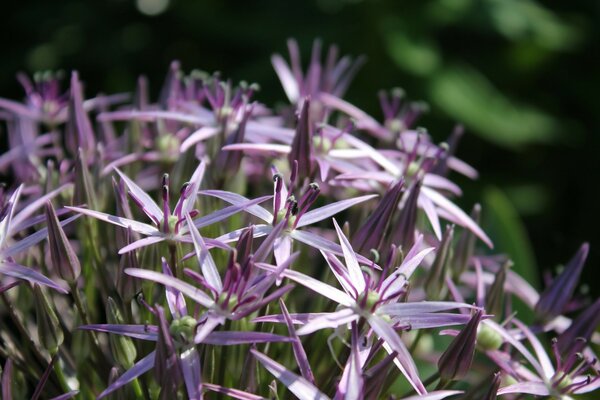 Flore naturelle de belles fleurs