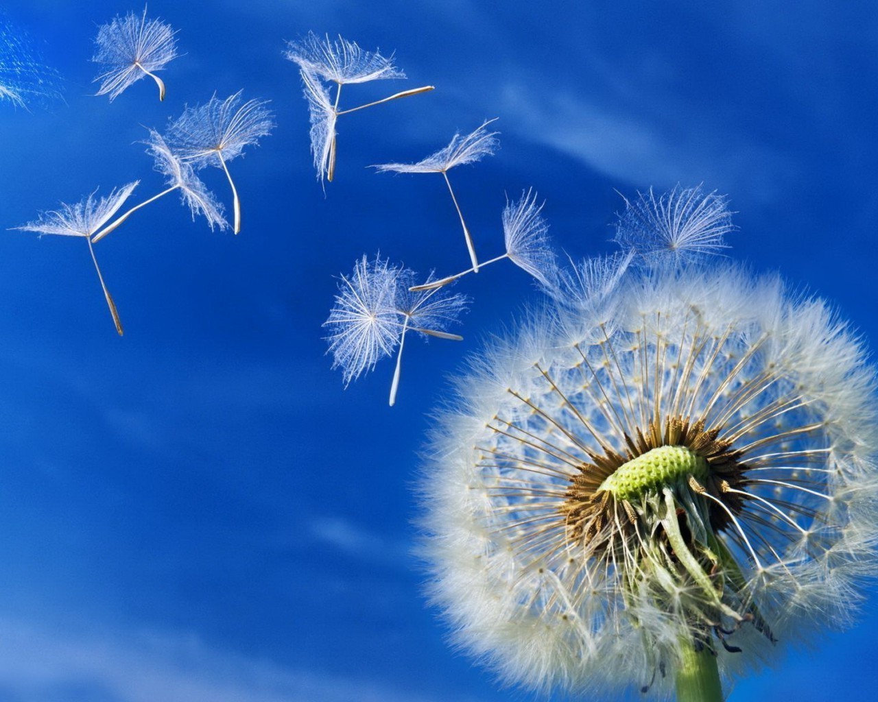 summer dandelion downy nature flower flora growth seed delicate outdoors bright season sky wind environment fair weather biology grass light