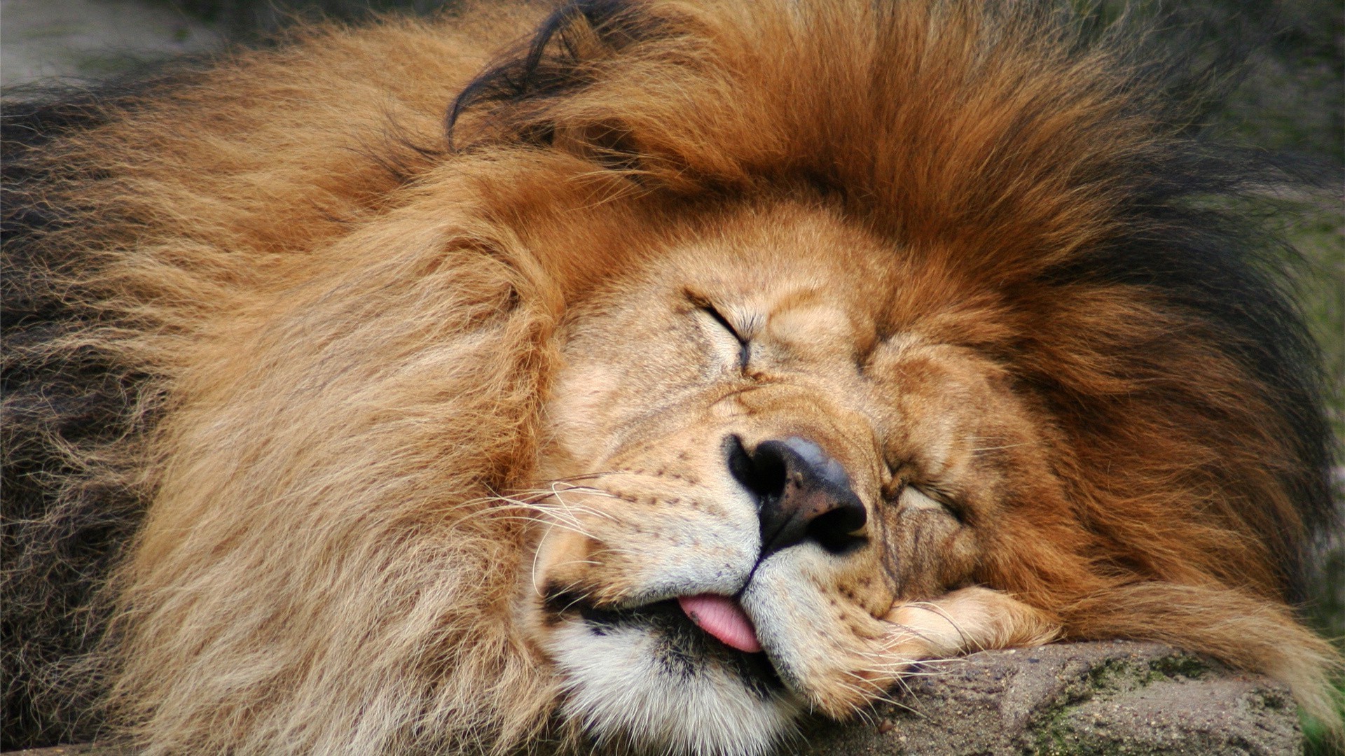 lions mammifère chat animal faune fourrure portrait lion zoo prédateur oeil chien cheveux sauvage