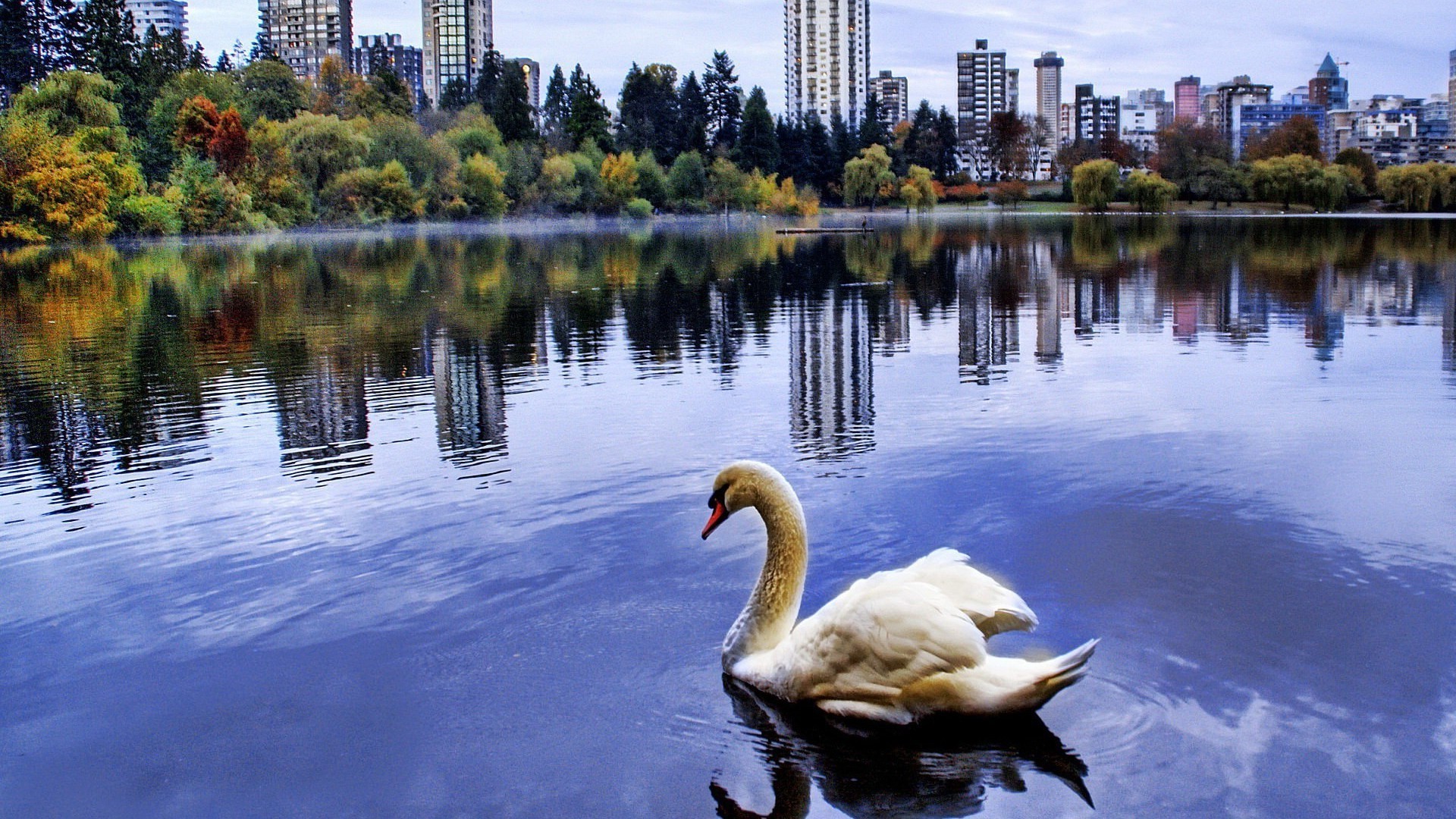 animais lago reflexão piscina água cisne rio natureza ao ar livre viagens céu parque arquitetura