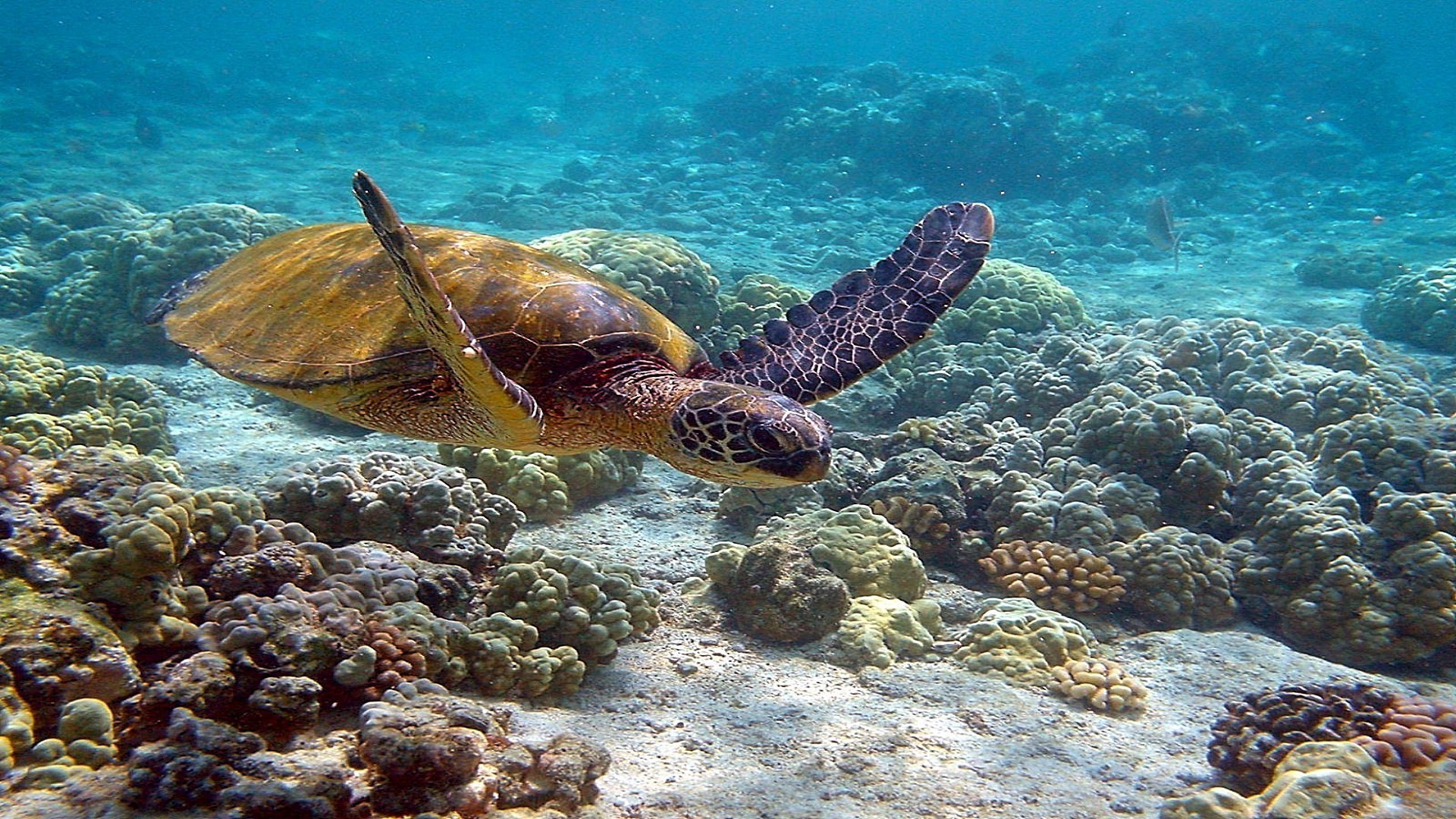 animals underwater coral turtle reef ocean fish sea water snorkeling diving tropical swimming nature marine scuba aquatic wildlife submarine seascape