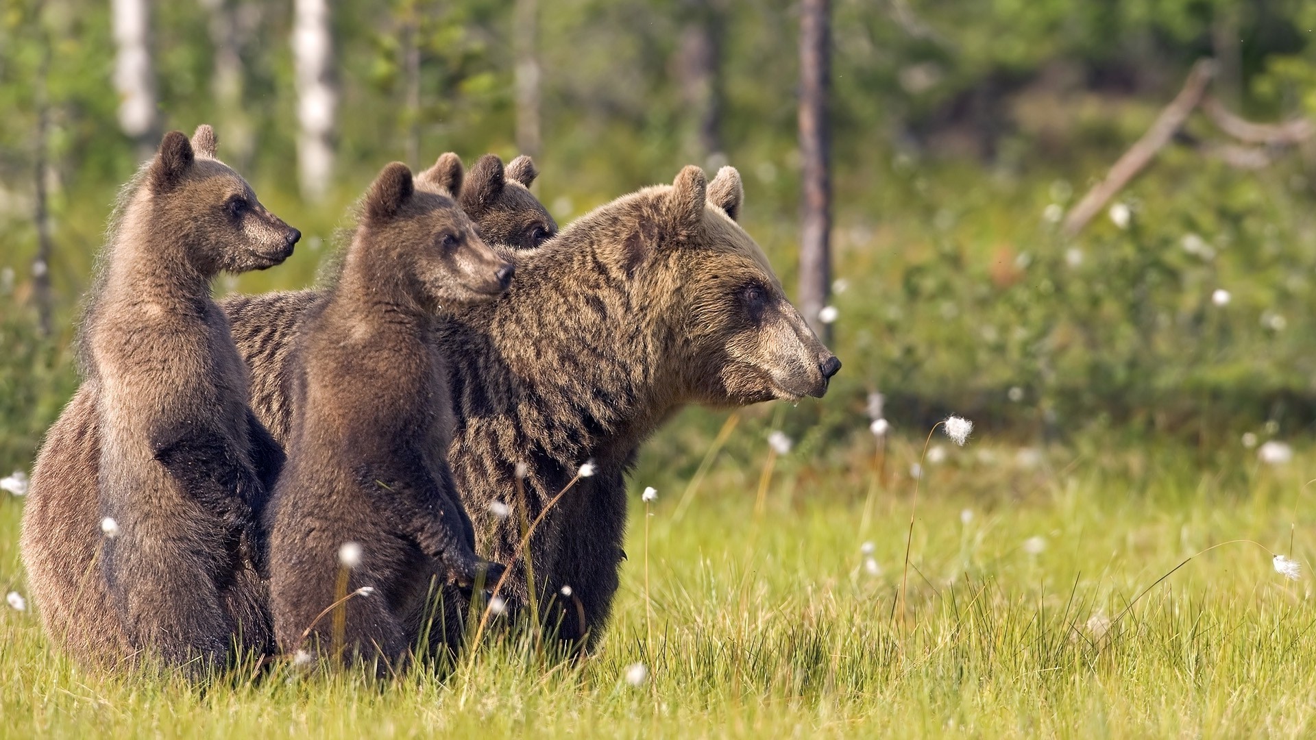 bären säugetier tierwelt im freien natur gras wild tier holz park heuhaufen