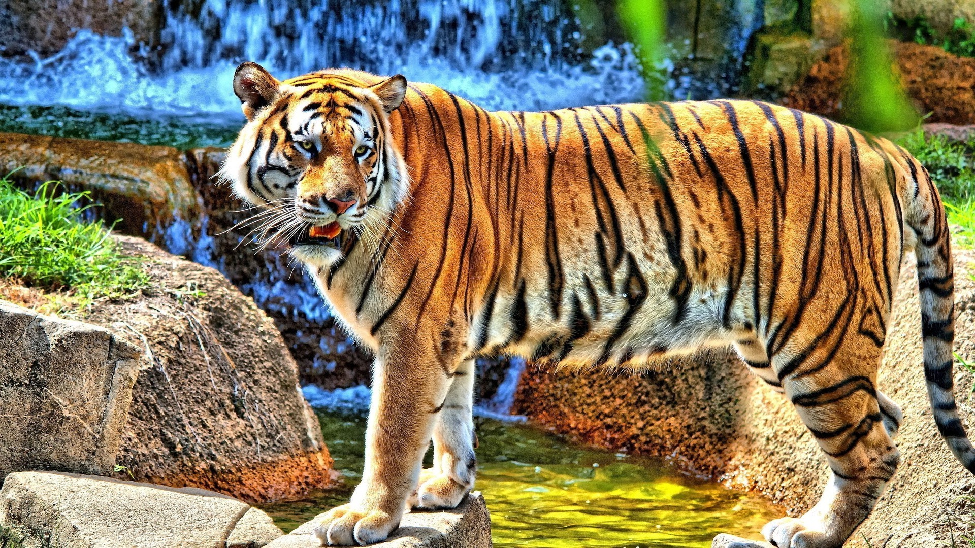 tigres tigre chat faune jungle zoo prédateur mammifère chasseur animal mangeur de viande grand sauvage danger nature bande chasse safari portrait agression à la recherche