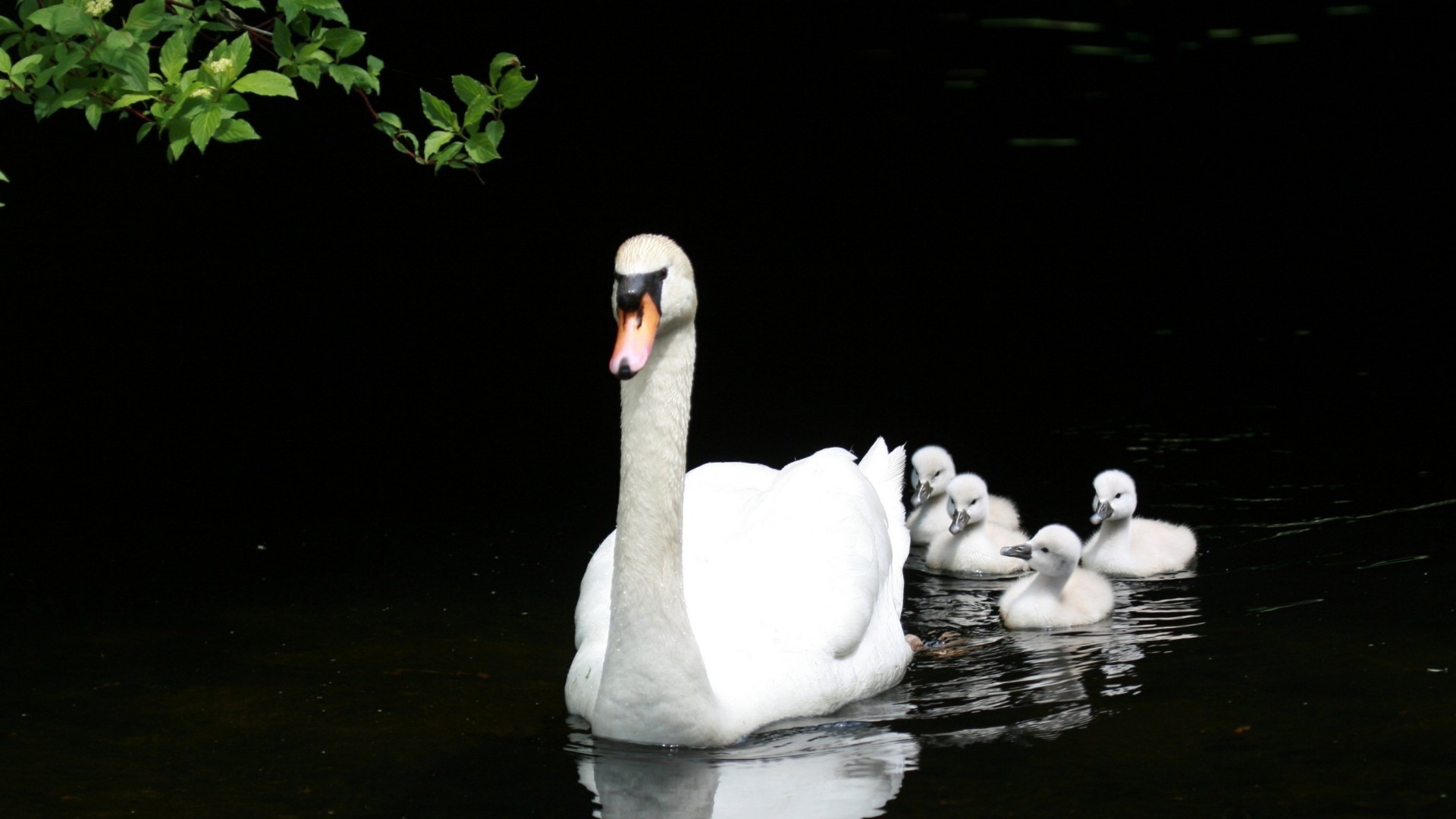 animali cigno uccello lago acqua uno fiume riflessione natura uccelli anatra fauna selvatica piscina uccelli acquatici amore due ritratto