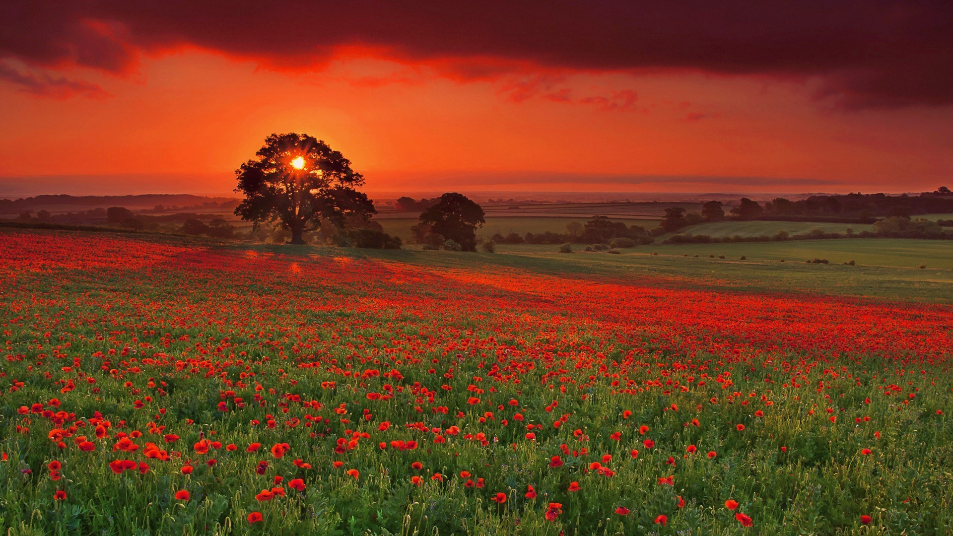 campos prados e vales poppy campo flor paisagem rural natureza campo feno agricultura sol grama pastagens ao ar livre céu amanhecer verão país fazenda pôr do sol