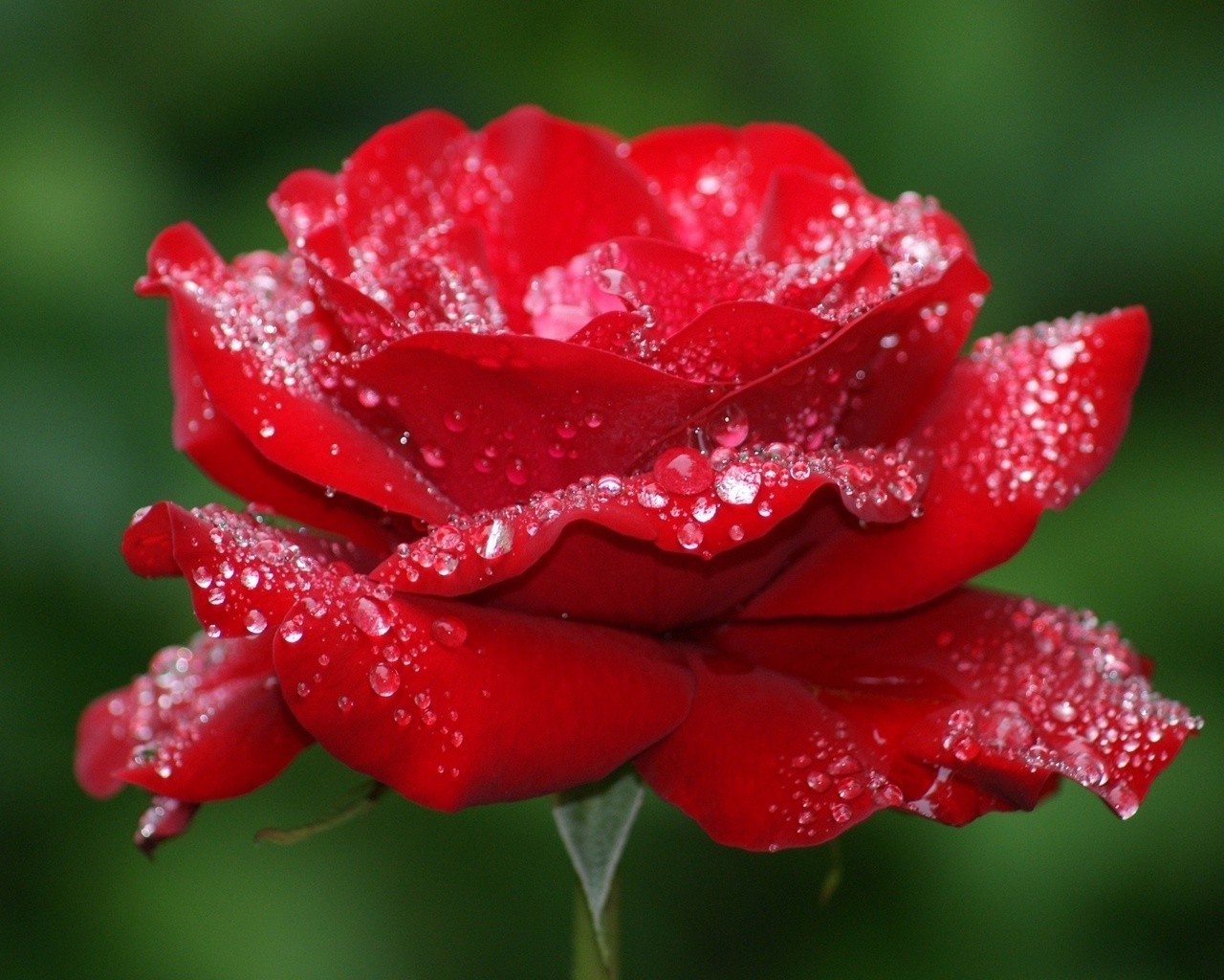 rose dew nature rain flower leaf summer wet garden flora drop raindrop bright color love