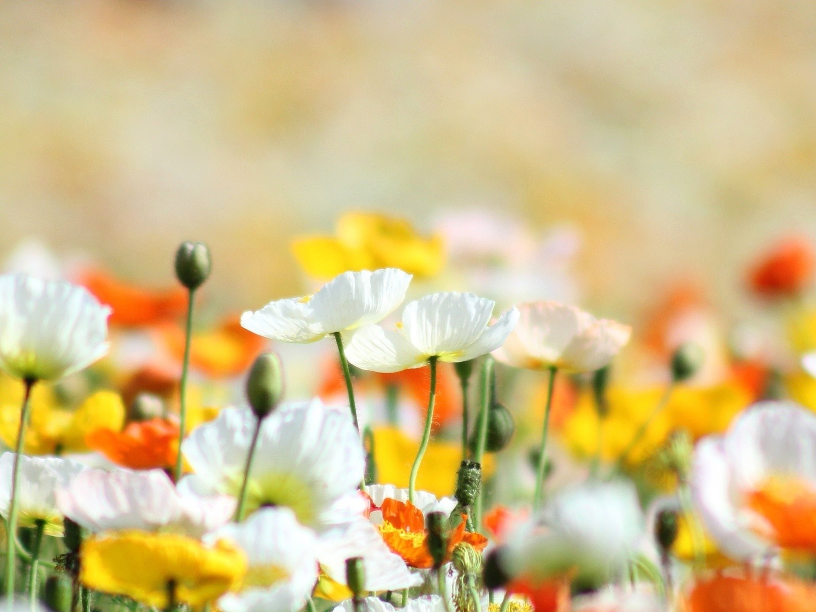 flowers nature flower field summer flora grass garden bright color hayfield fair weather sun poppy leaf season rural wild growth floral