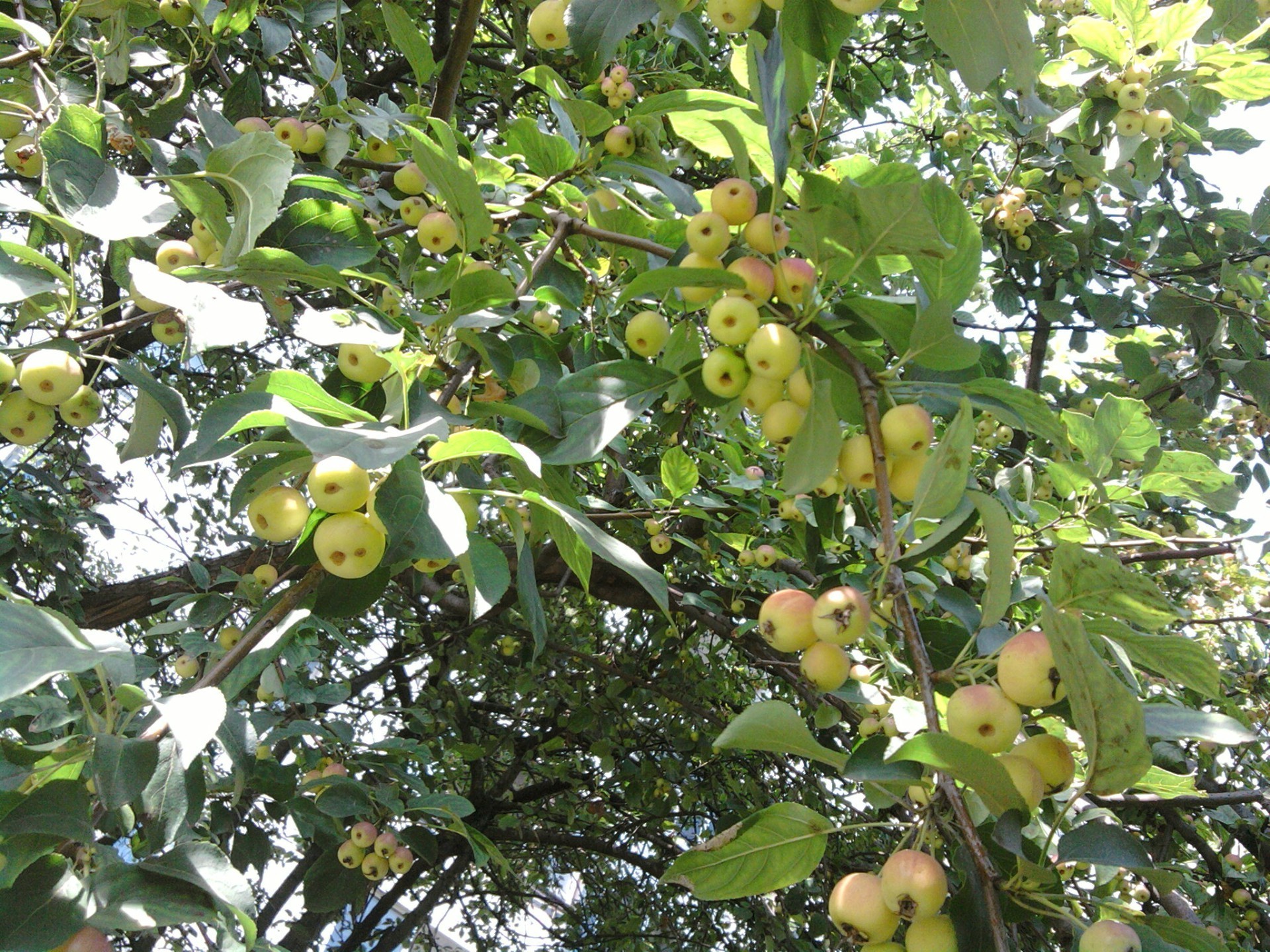 giardino frutta albero agricoltura natura all aperto foglia ramo fattoria pascolo flora appeso cibo crescita crescere bel tempo estate mela giardino raccolto