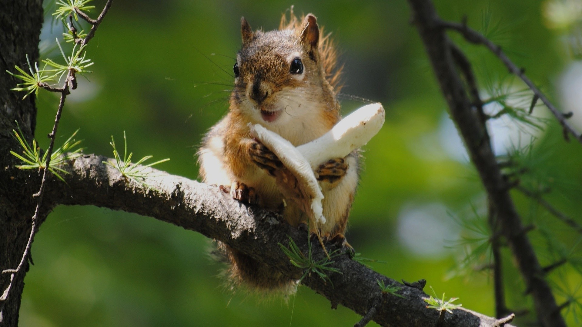 scoiattolo fauna selvatica natura scoiattolo albero mammifero animale all aperto carino roditore selvaggio piccolo legno pelliccia parco