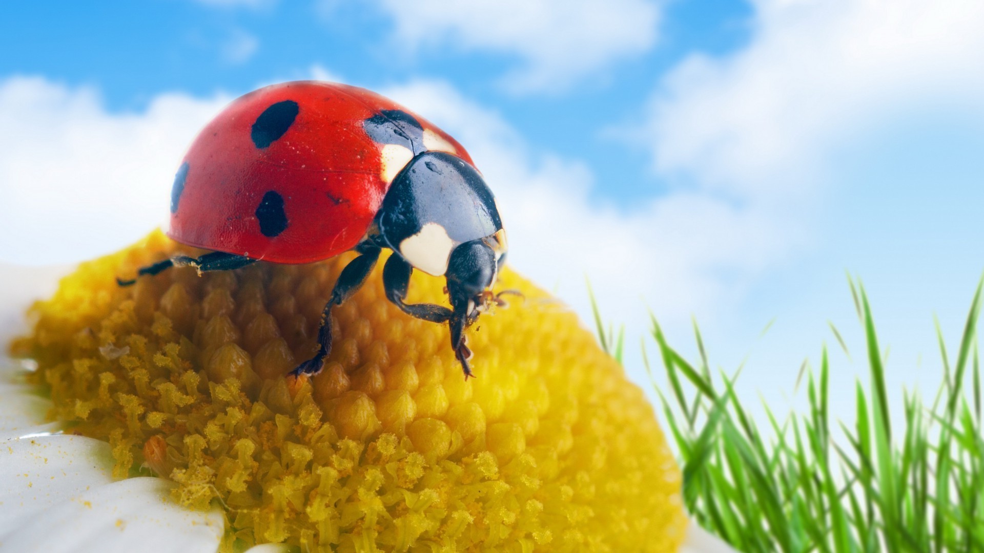 insetos natureza verão joaninha ao ar livre