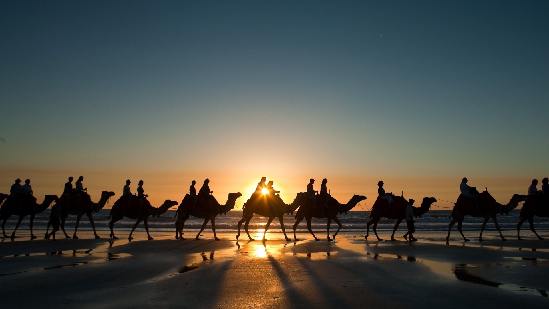 animals sunset dawn silhouette travel evening dusk backlit sun water beach sky group outdoors