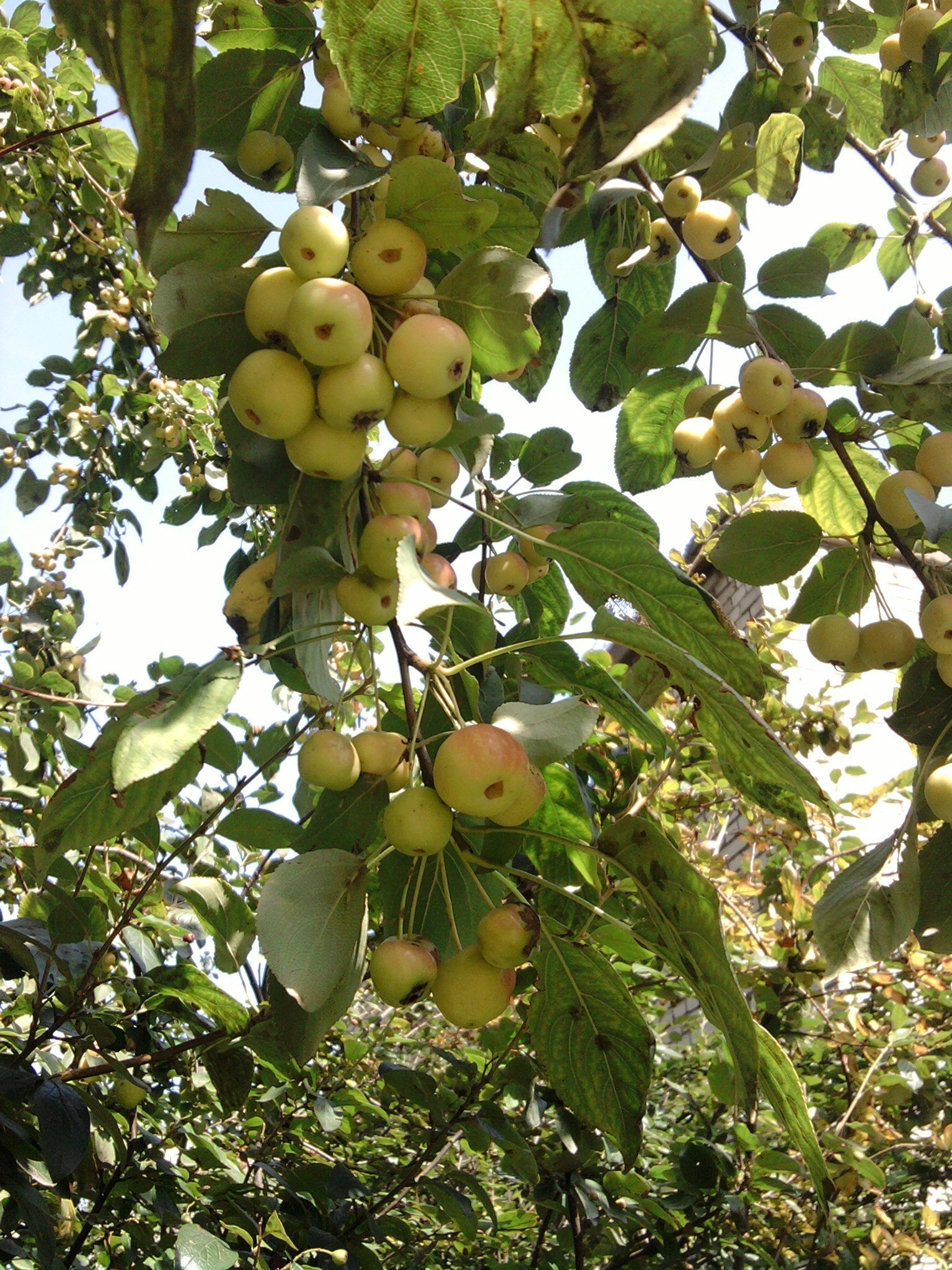 orto frutta albero natura foglia ramo all aperto pascolo agricoltura fattoria cibo appeso crescita estate flora bel tempo mela crescere salute autunno