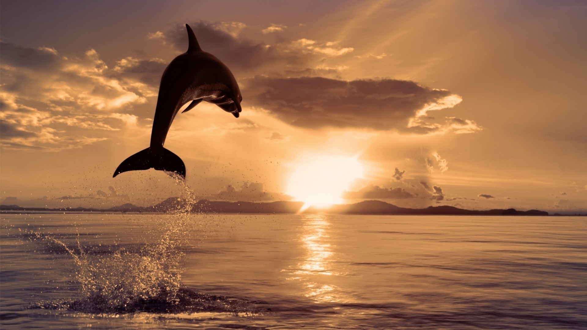 animals sunset water ocean dawn sea sun beach evening sky dusk