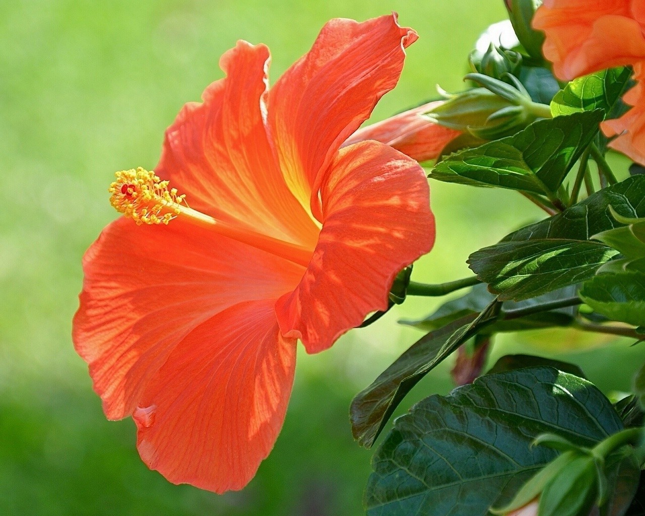 特写 自然 叶 芙蓉 花 植物群 夏天 明亮 花园 热带 花 花瓣 户外 生长 花卉 盛开 异国情调