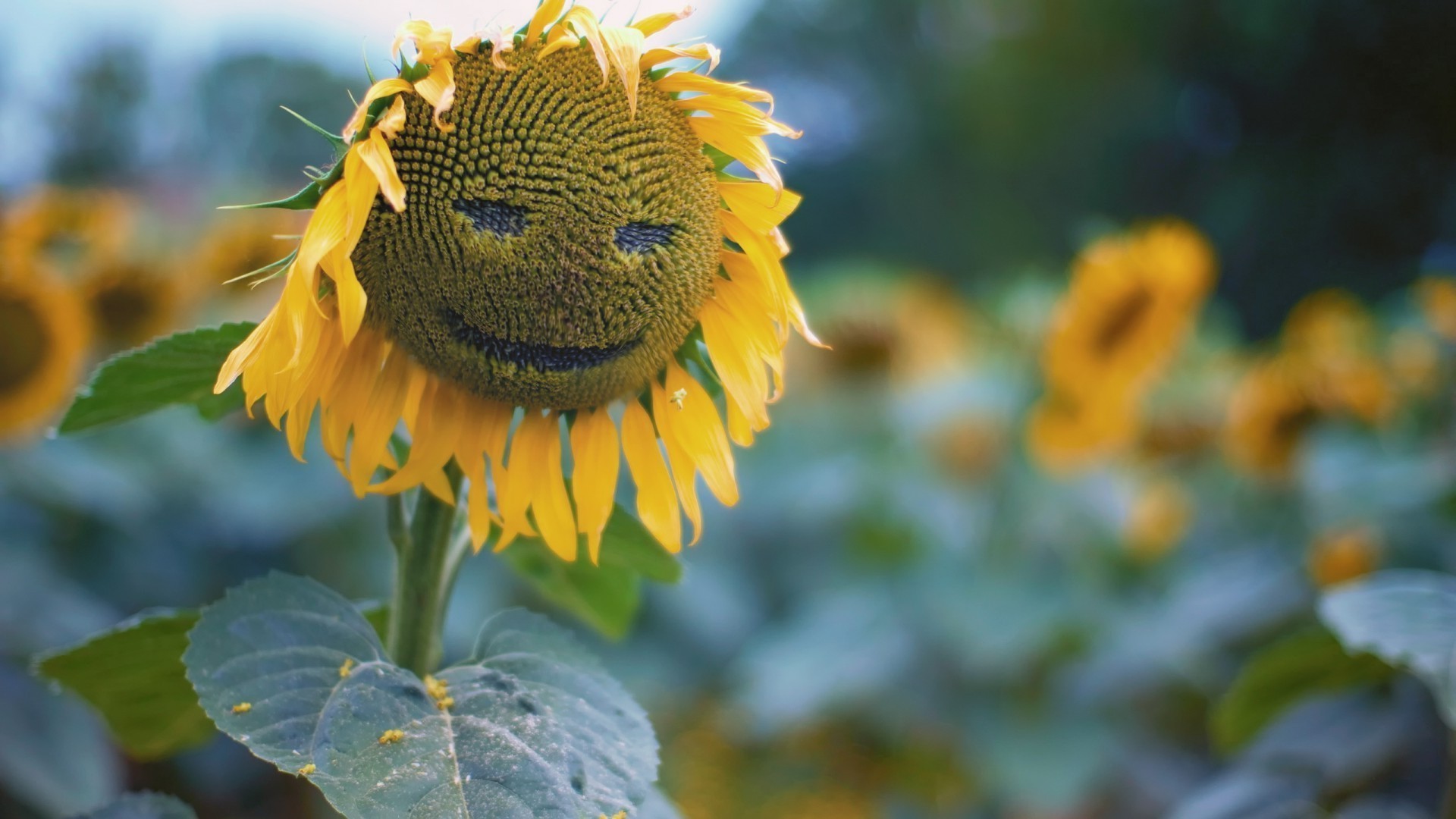 patterns nature leaf flora flower garden summer outdoors bright color sunflower close-up growth