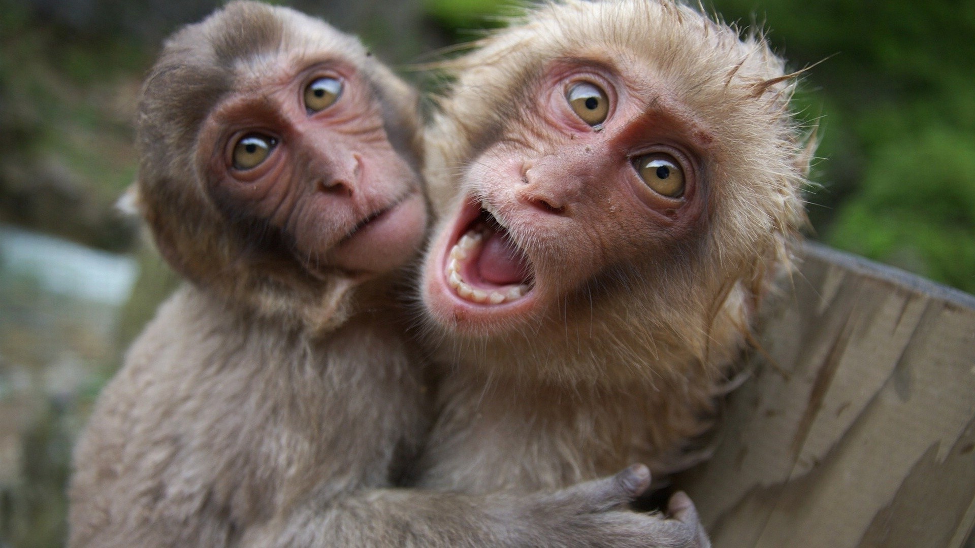 primatas macaco mamífero primata careta animal fofa vida selvagem macacos retrato jardim zoológico pele peluda bebê natureza cabelo selvagem engraçado olho jovem cara