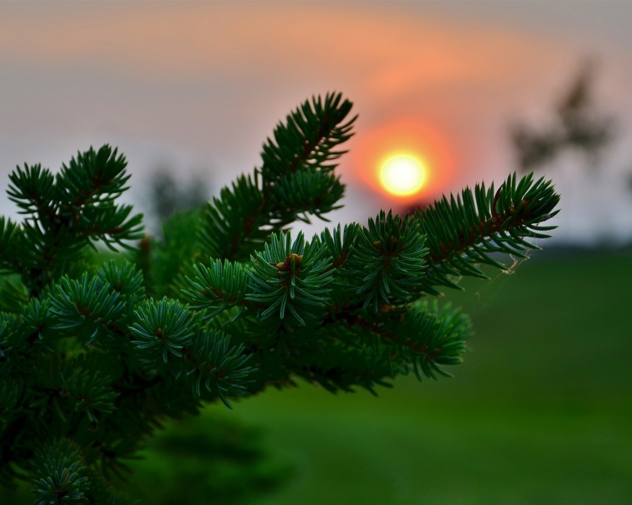 summer winter christmas tree evergreen conifer pine fir needle spruce branch nature coniferous cone decoration celebration bright outdoors blur snow