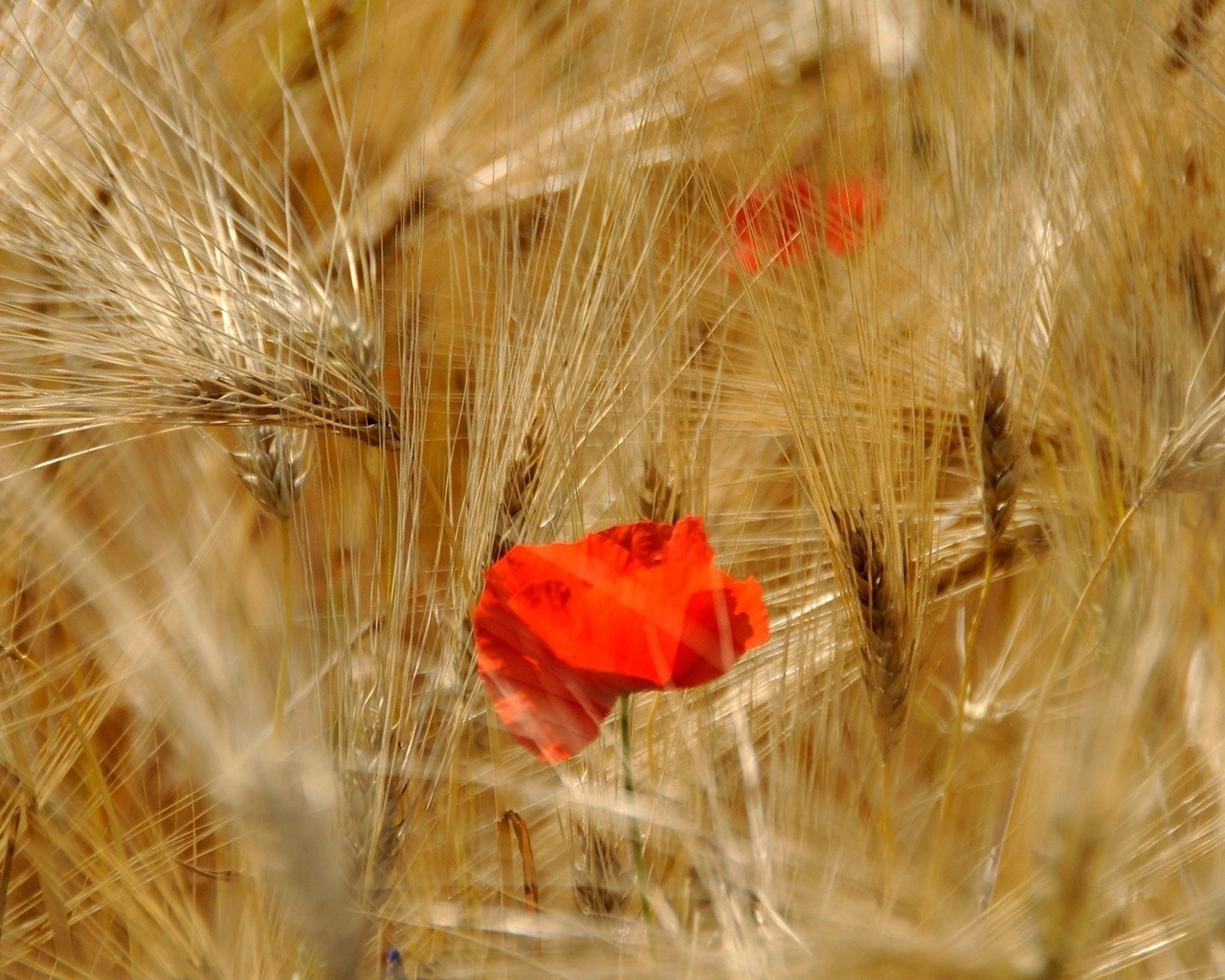 felder wiesen und täler weizen getreide mais weide samen des ländlichen raumes gold brot feld natur roggen bauernhof stroh ernte landschaft landwirtschaft sonne sommer gerste