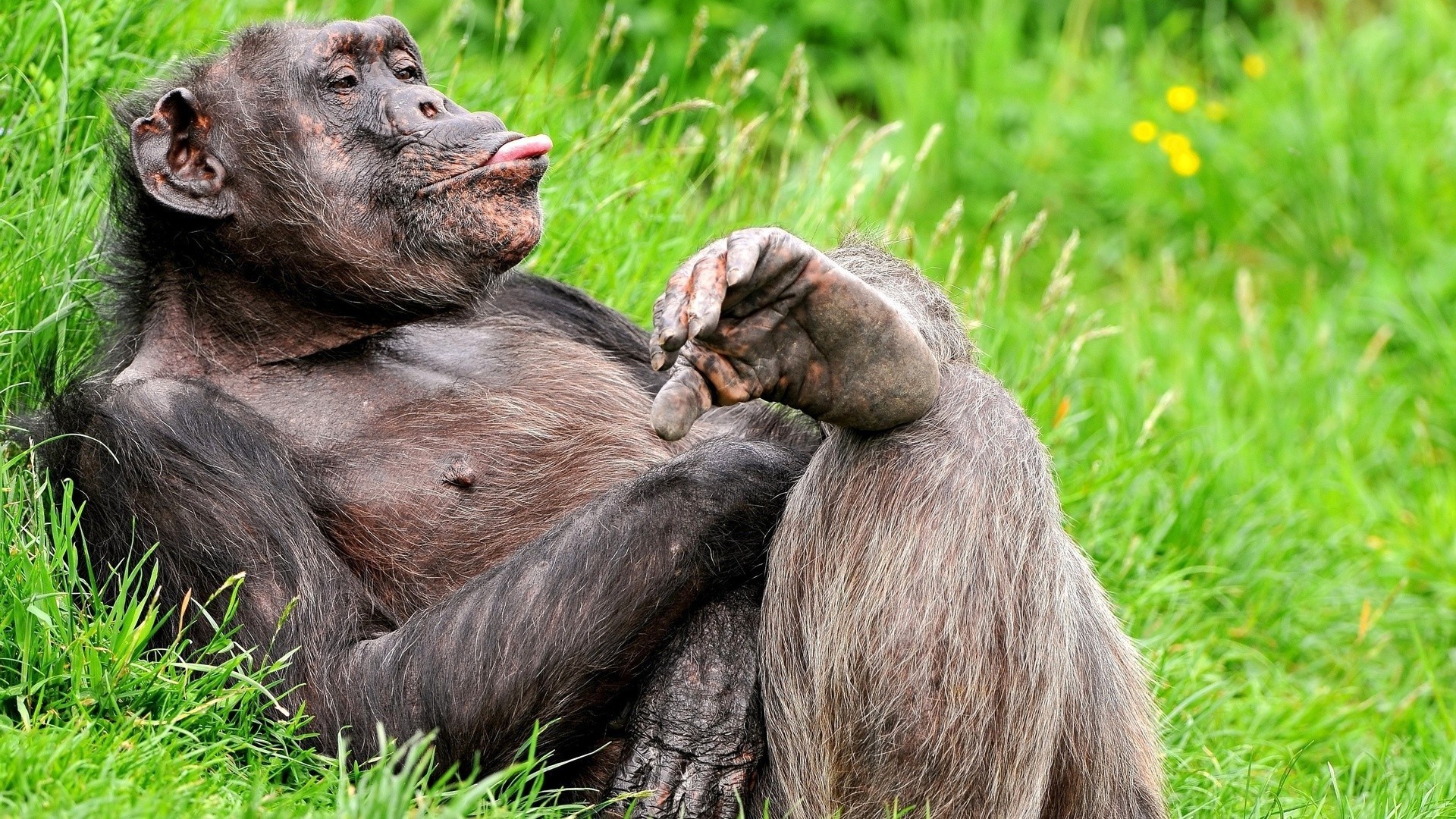 primaten säugetier krümmen vorsteher gras affe tierwelt natur tier wild zoo niedlich park safari pelz