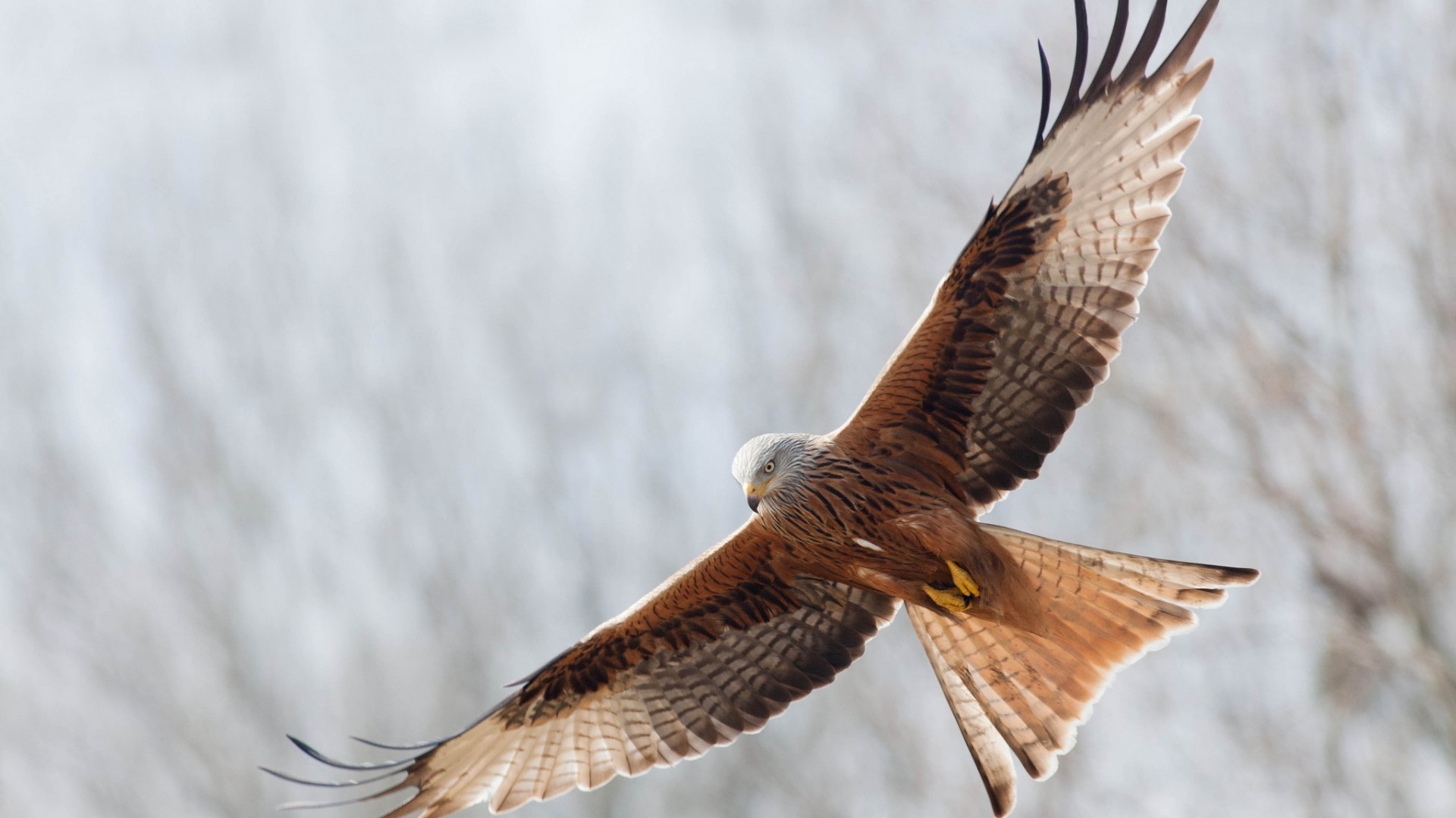 animaux oiseau raptor aigle faune faucon proie plume faucon vol nature fauconnerie voler aile animal chauve bec prédateur pygargue à tête blanche avian