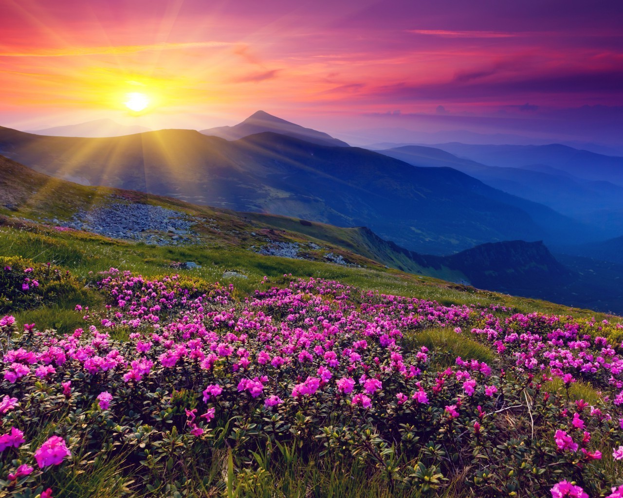 fleurs paysage montagnes fleur ciel nature aube coucher de soleil voyage à l extérieur scénique pâturages soir foin eau