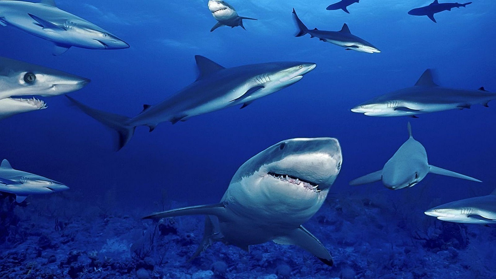 animaux sous-marin requin poissons eau faune océan natation plongée