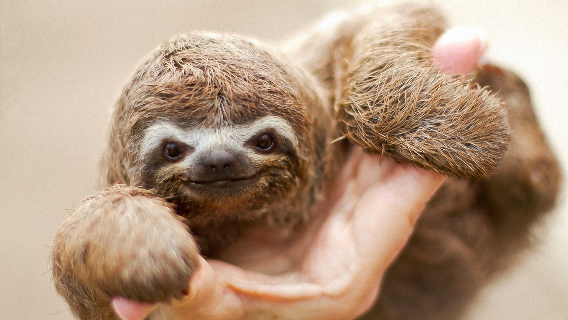 animais fofa retrato pequeno vida selvagem mamífero jovem natureza olho cabelo animal engraçado