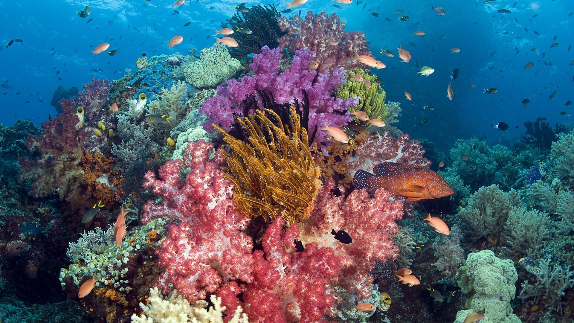 océanos y ríos submarino coral peces arrecife océano tropical mar buceo agua buceo marino acuático snorkeling exótico naturaleza ecosistemas submarino color paisaje agua salada