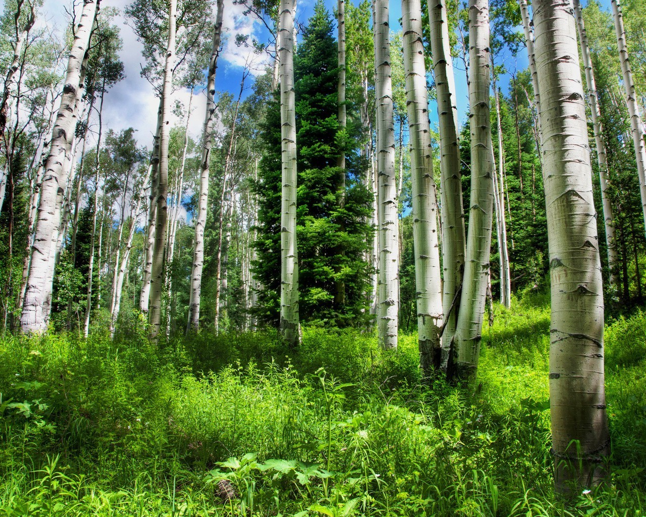 foresta legno natura paesaggio foglia albero flora lussureggiante ambiente all aperto bel tempo selvaggio ecologia estate tronco rurale betulla parco crescita corteccia