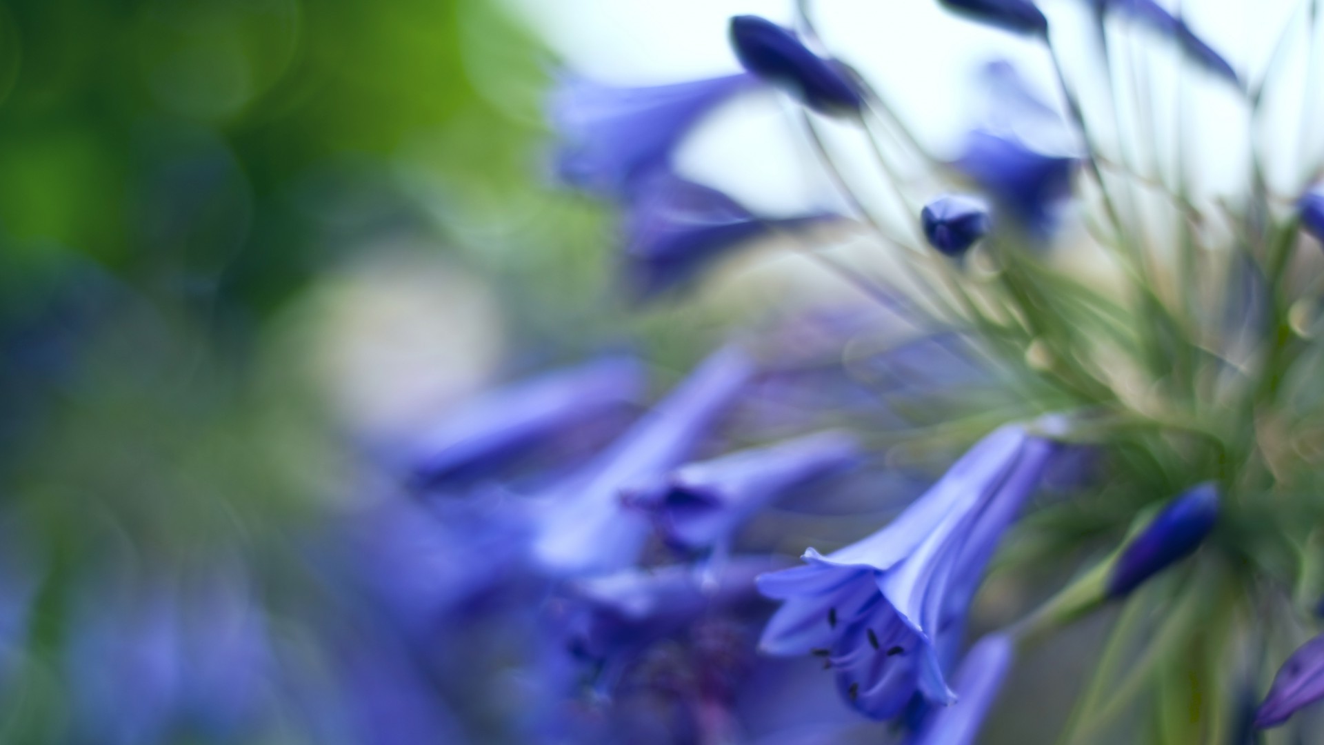 kwiaty kwiat natura rozmycie flora lato kolor liść ogród jasny płatek pole kwiatowy trawa zbliżenie piękny