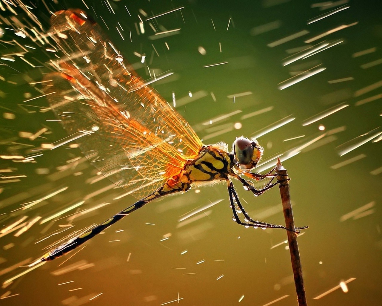 droplets and water dragonfly insect animal invertebrate fly nature wildlife color damselfly