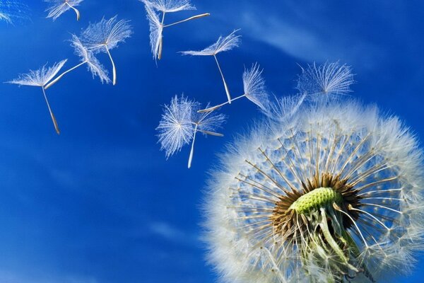 Il dente di leone si diffonde nel cielo estivo luminoso