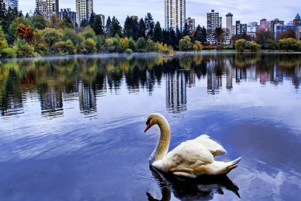 Anmutiger weißer Schwan im Teich