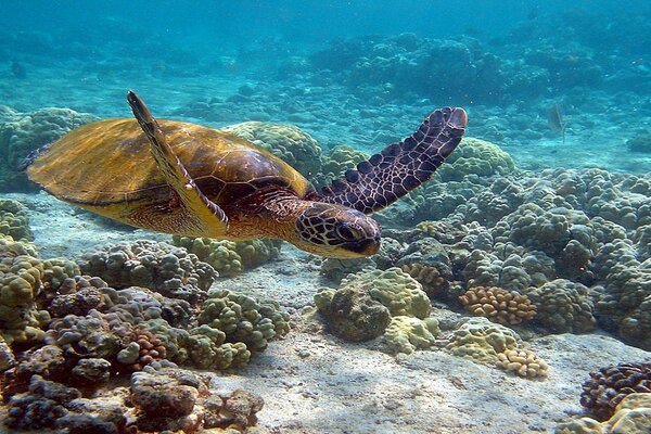 Illustration de bureau avec tortue de mer