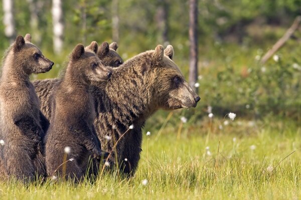 A bear and cubs walk on the grass in nature