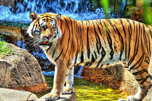 A big tiger in an enclosure at the zoo