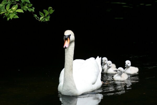 Cigno con pulcini sull acqua calma