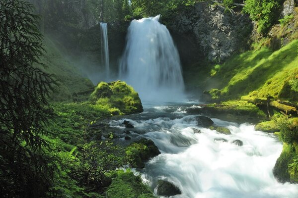 Mountain stream among forest greenery